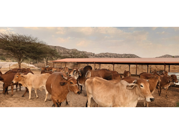 COW DAIRY FOR STUDENTS